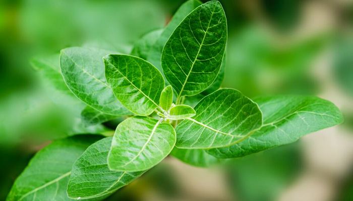 The History of Ashwaganda