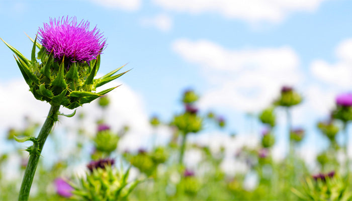 What-does-milk-thistle-do