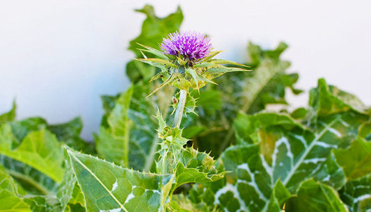 What Is Milk Thistle Used For