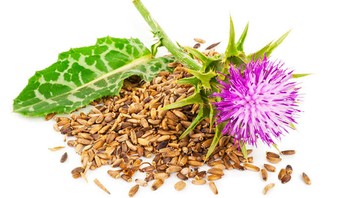 What_Is_Milk_Thistle