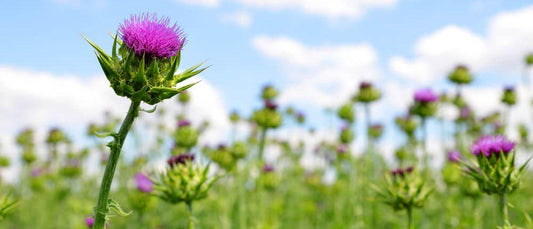 27 unique milk thistle uses and benefits