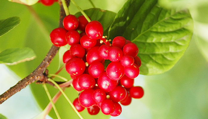 schisandra-berry